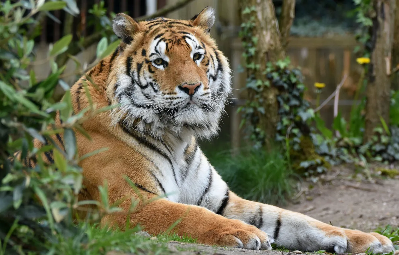 Photo wallpaper cat, nature, tiger, stay, pinstripes