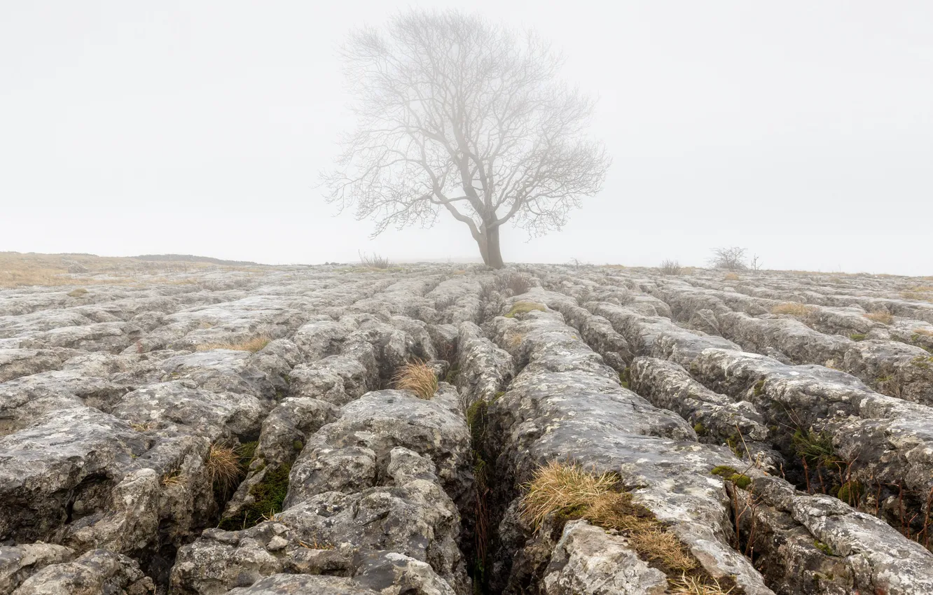 Photo wallpaper fog, stones, tree, earth