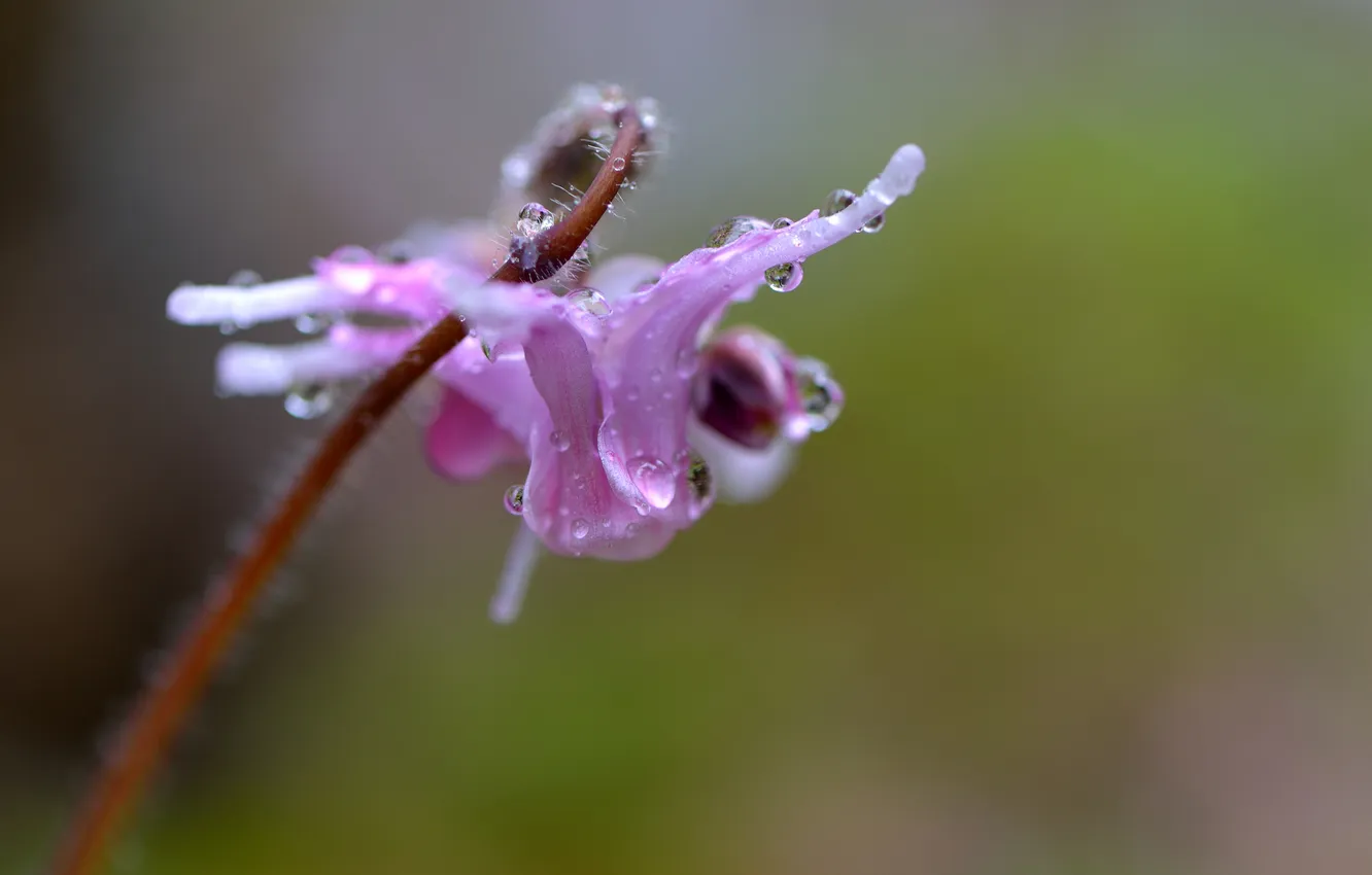 Photo wallpaper drops, macro, flowers, nature, Rosa, lilac