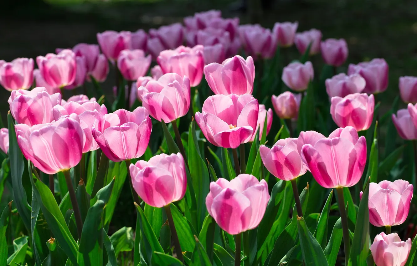 Photo wallpaper flowers, tulips, pink, flowerbed