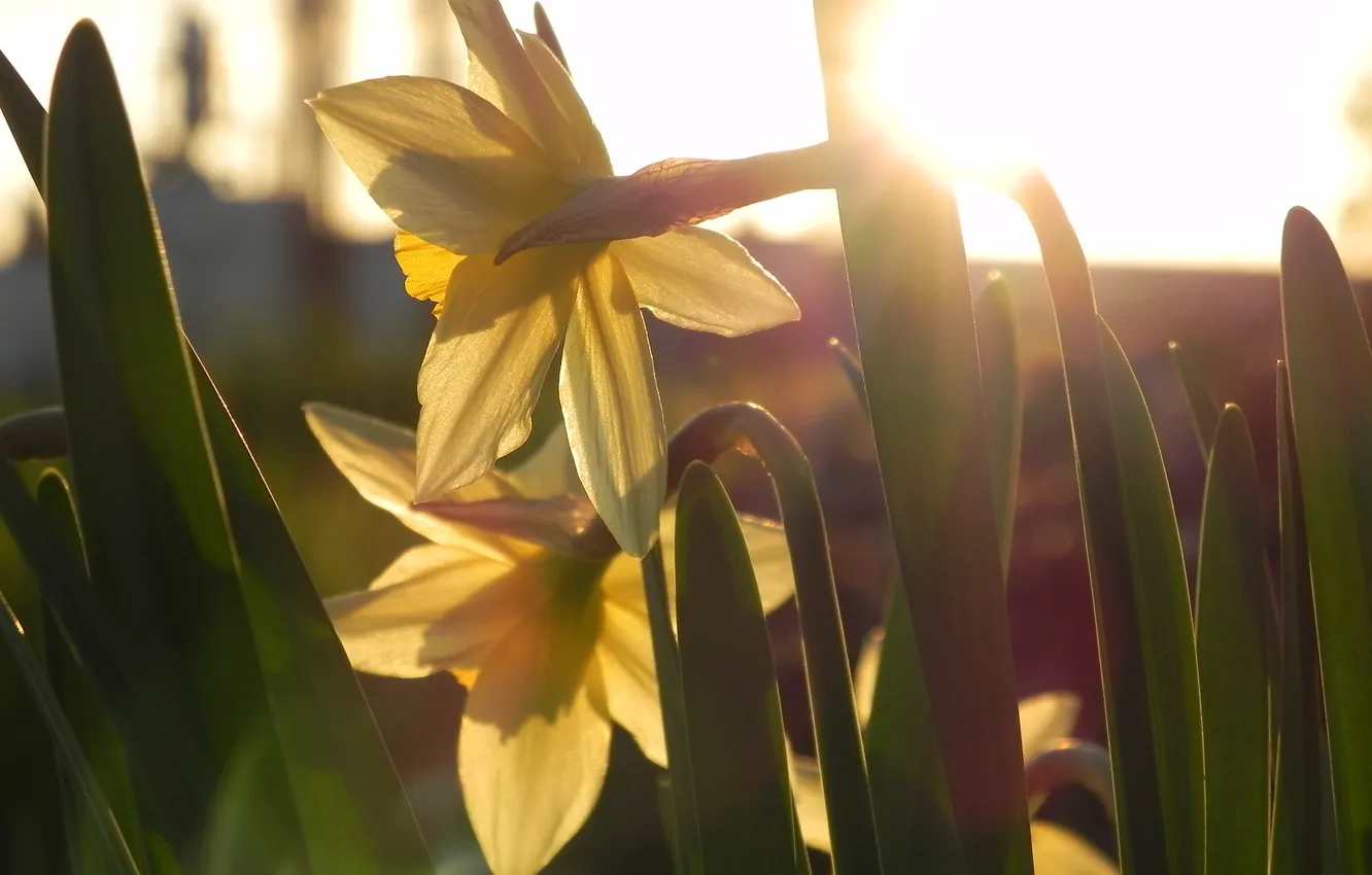 Photo wallpaper flowers, yellow, daffodils