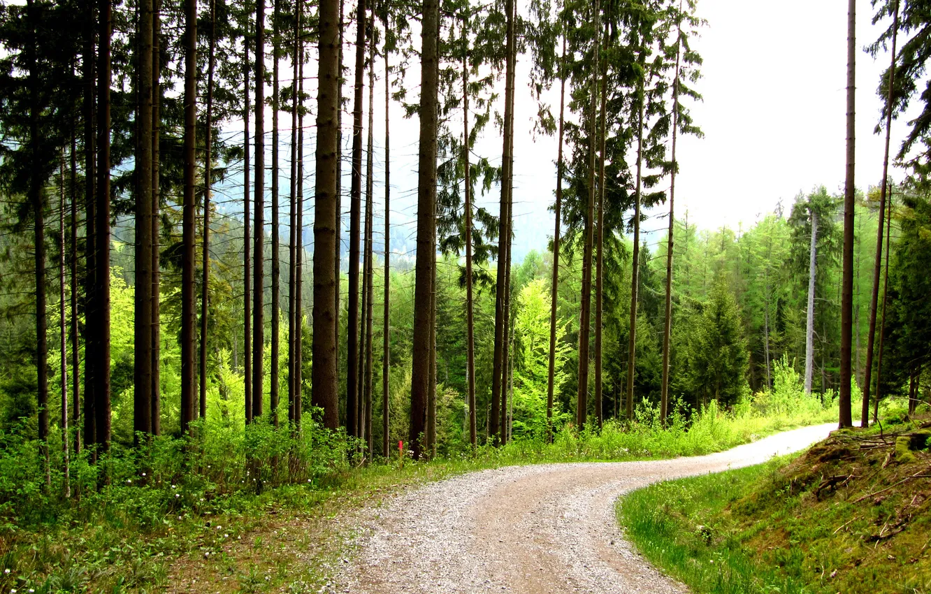 Photo wallpaper road, the sky, grass, trees, turn, forest, Cloudy day