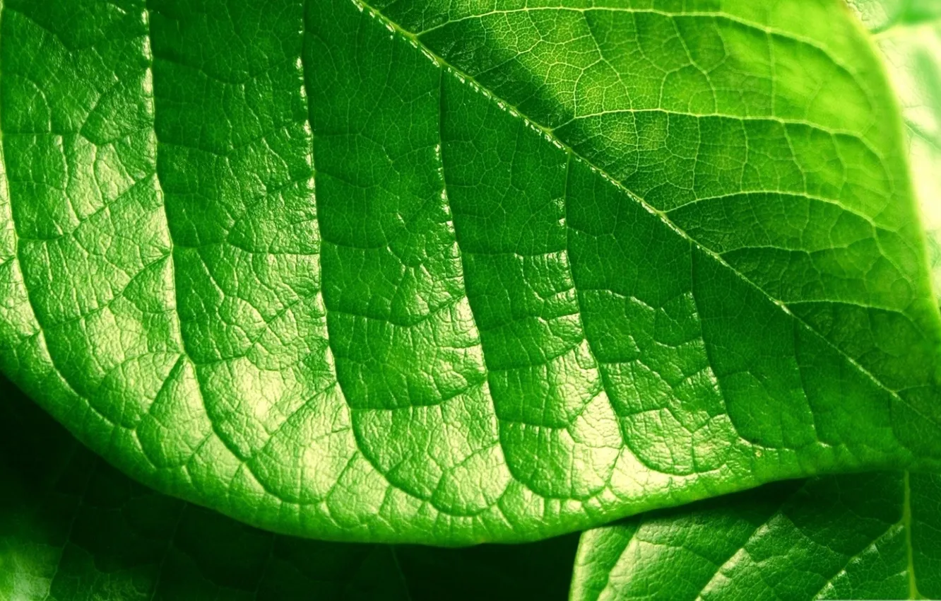 Photo wallpaper greens, macro, photo, background, Wallpaper, plant, leaf