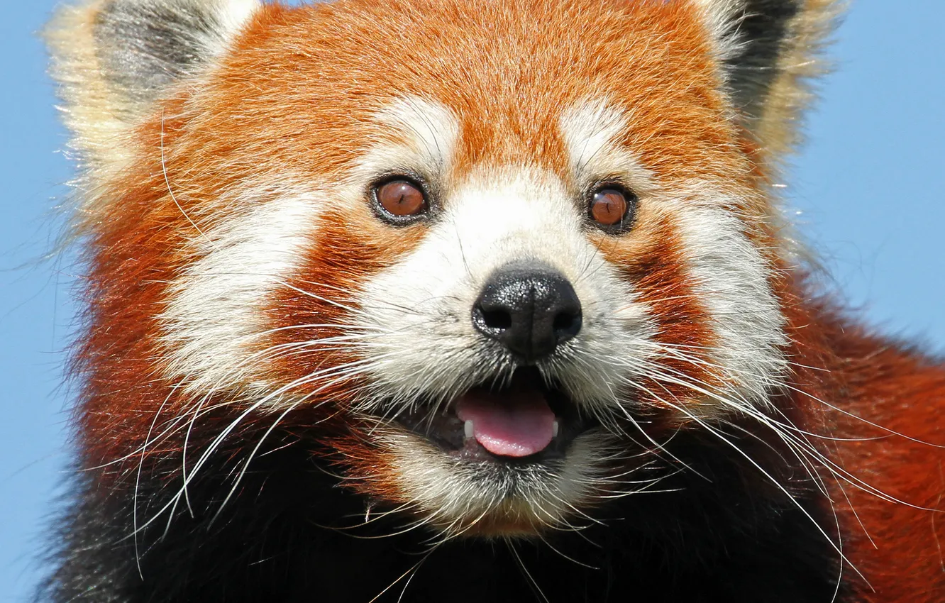 Photo wallpaper look, face, red Panda, firefox, red Panda