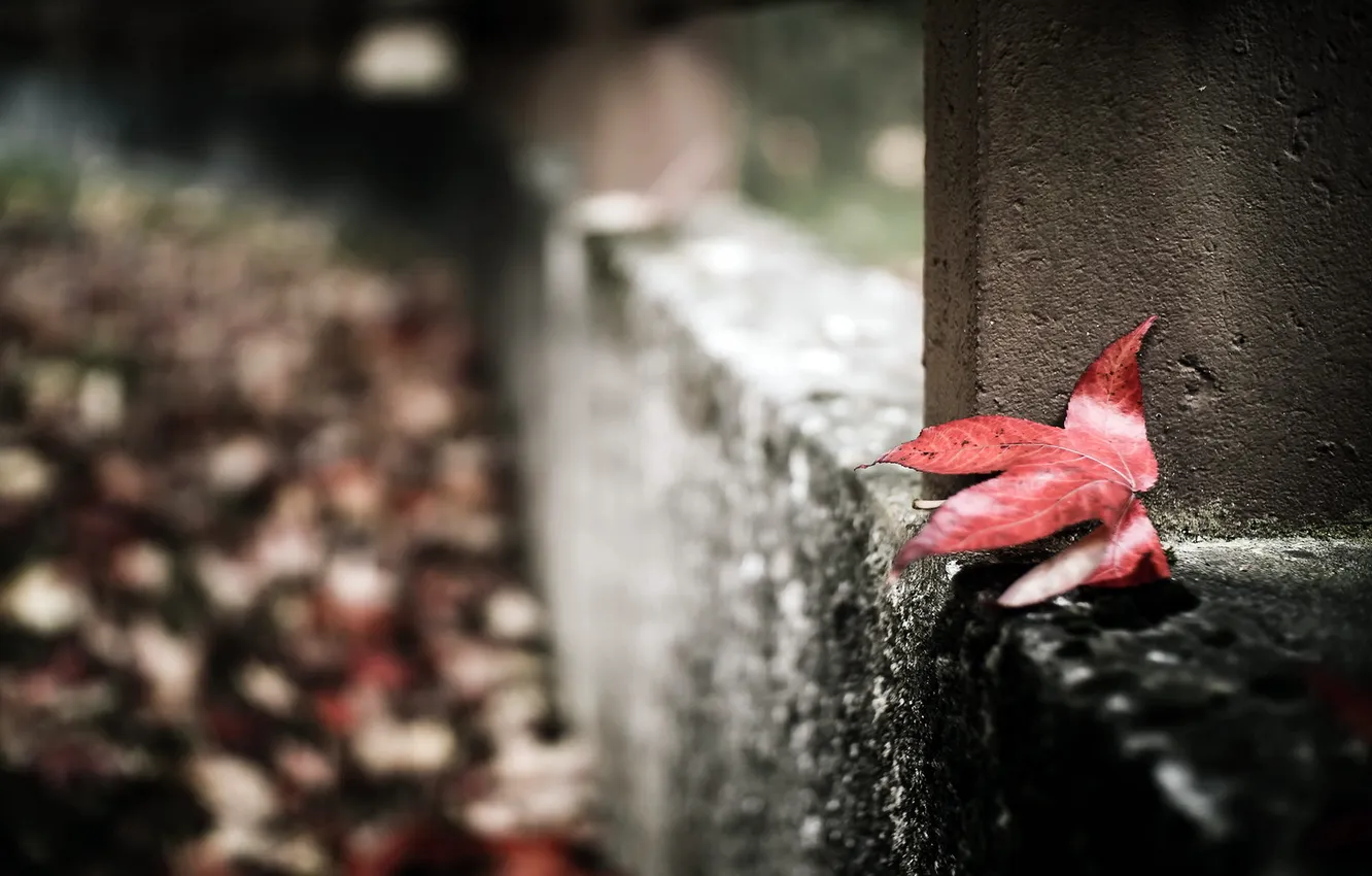 Photo wallpaper autumn, leaves, macro, the city