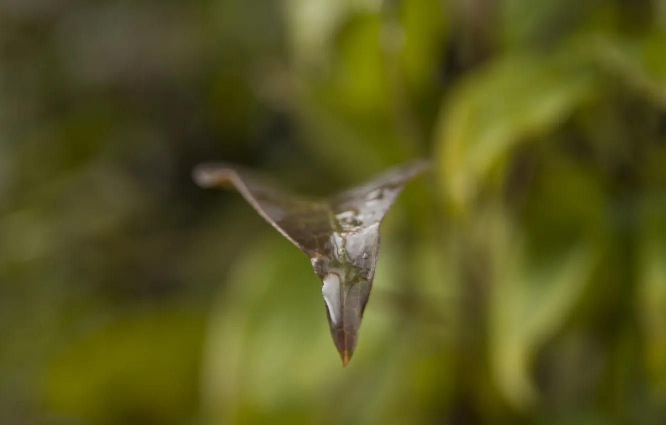 Photo wallpaper leaves, drops, macro, nature