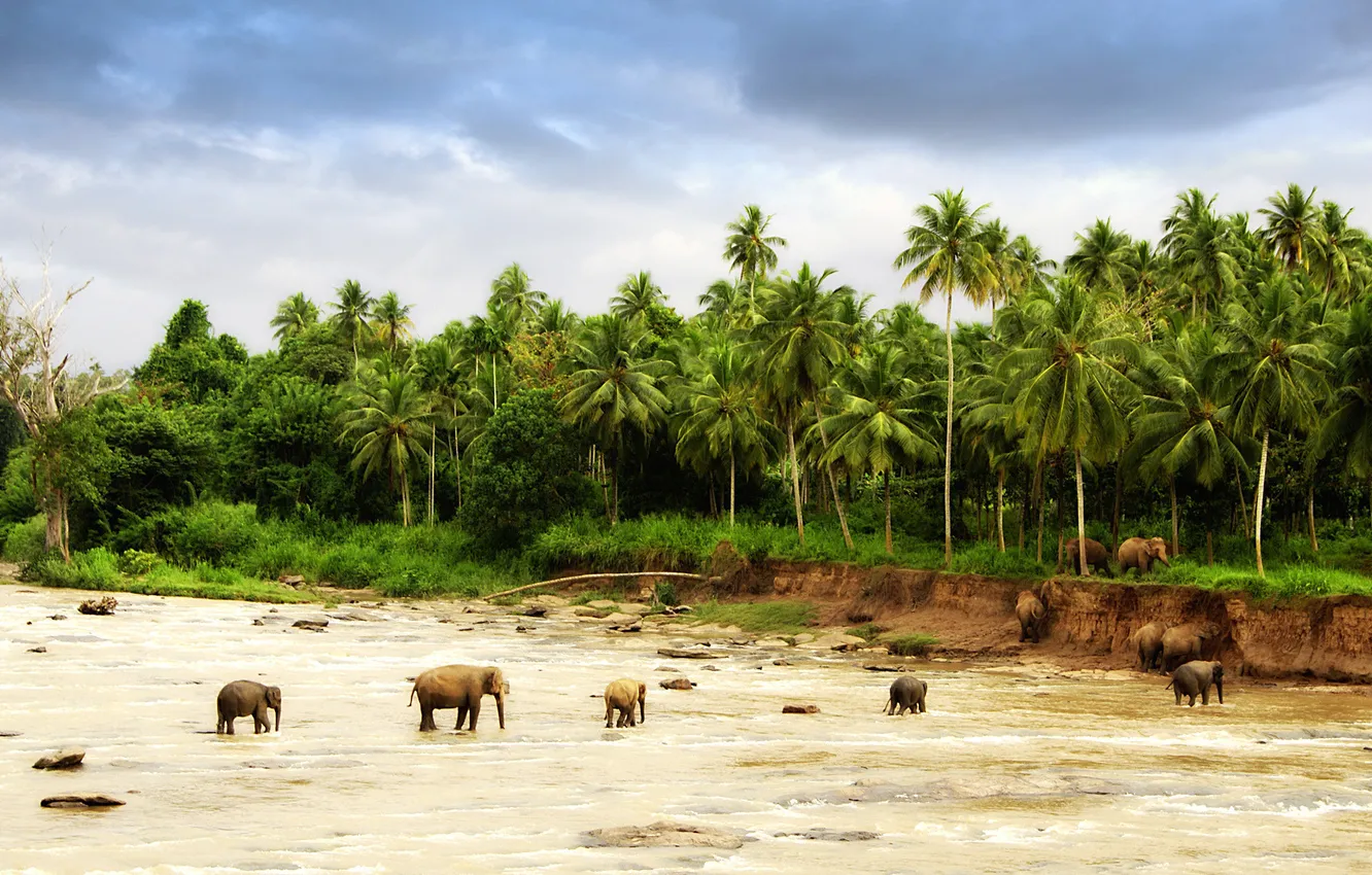 Photo wallpaper sand, trees, landscape, nature, palm trees, photo, animal, Wallpaper