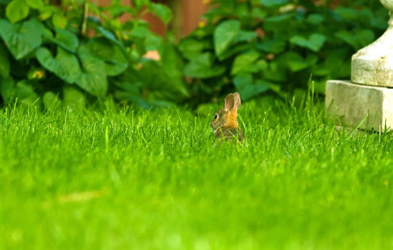 Photo wallpaper grass, rabbit, lawn