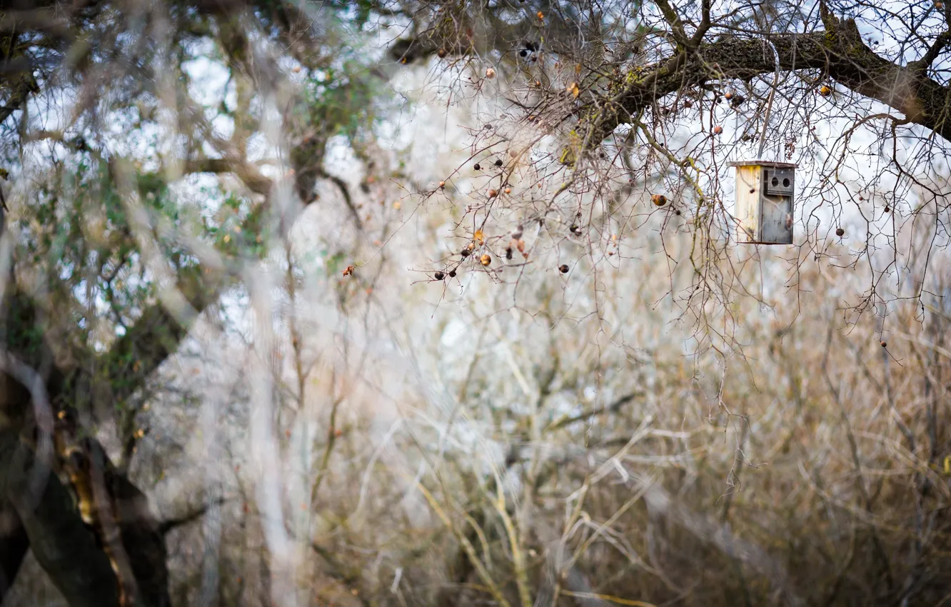 Photo wallpaper nature, tree, Bird house