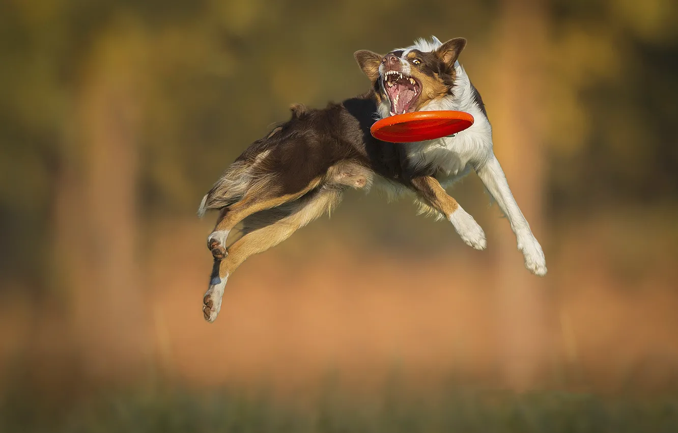 Photo wallpaper jump, the game, dog, dog, mouth, disk, breed, catches