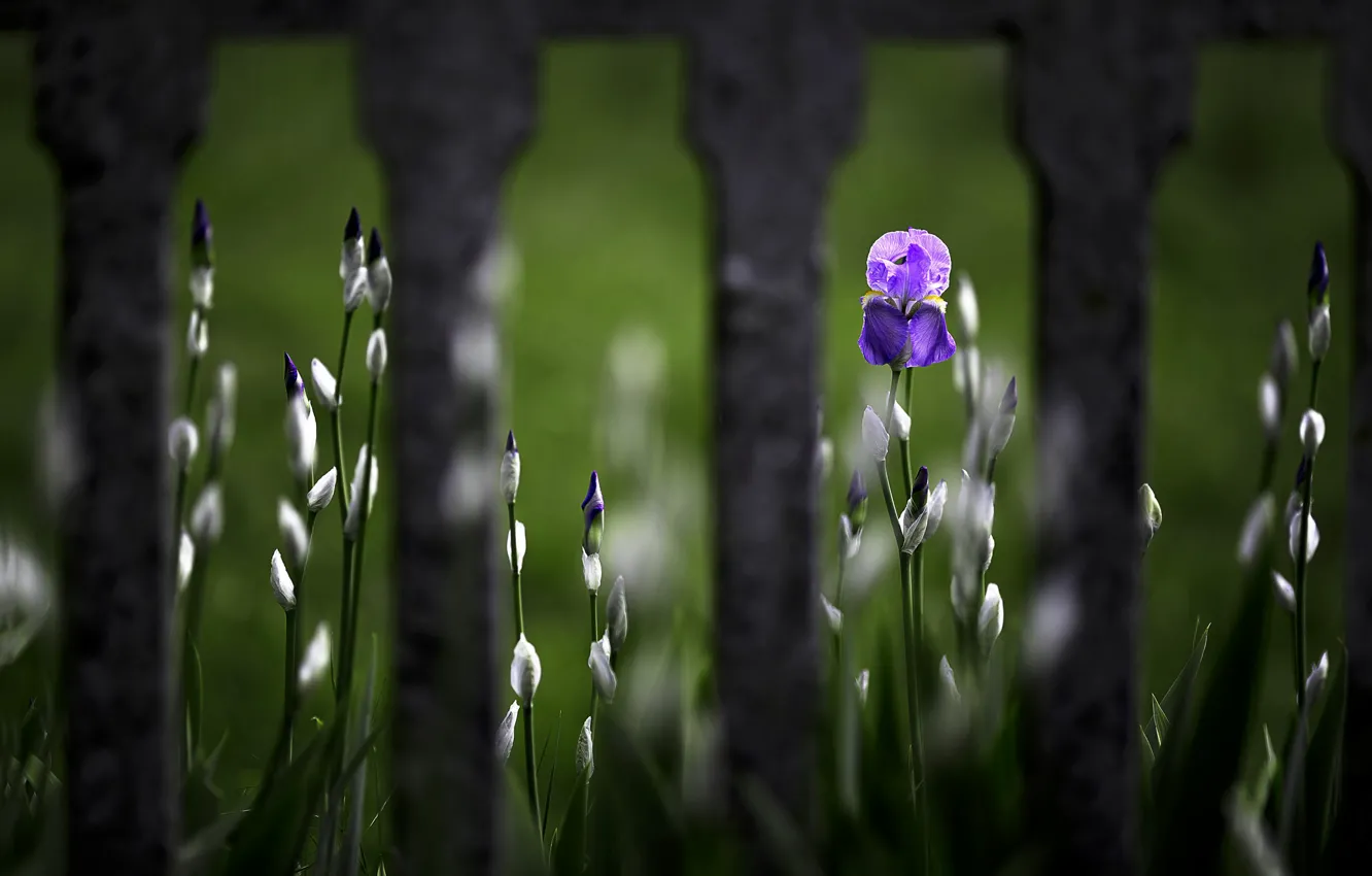 Photo wallpaper flower, the fence, Iris