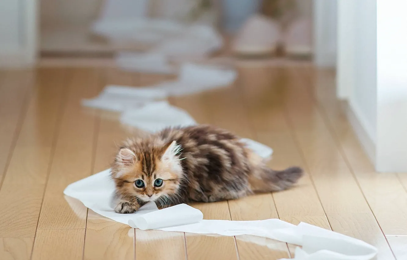 Photo wallpaper cat, paper, kitty, Board, floor, Daisy, Ben Torode, toilet