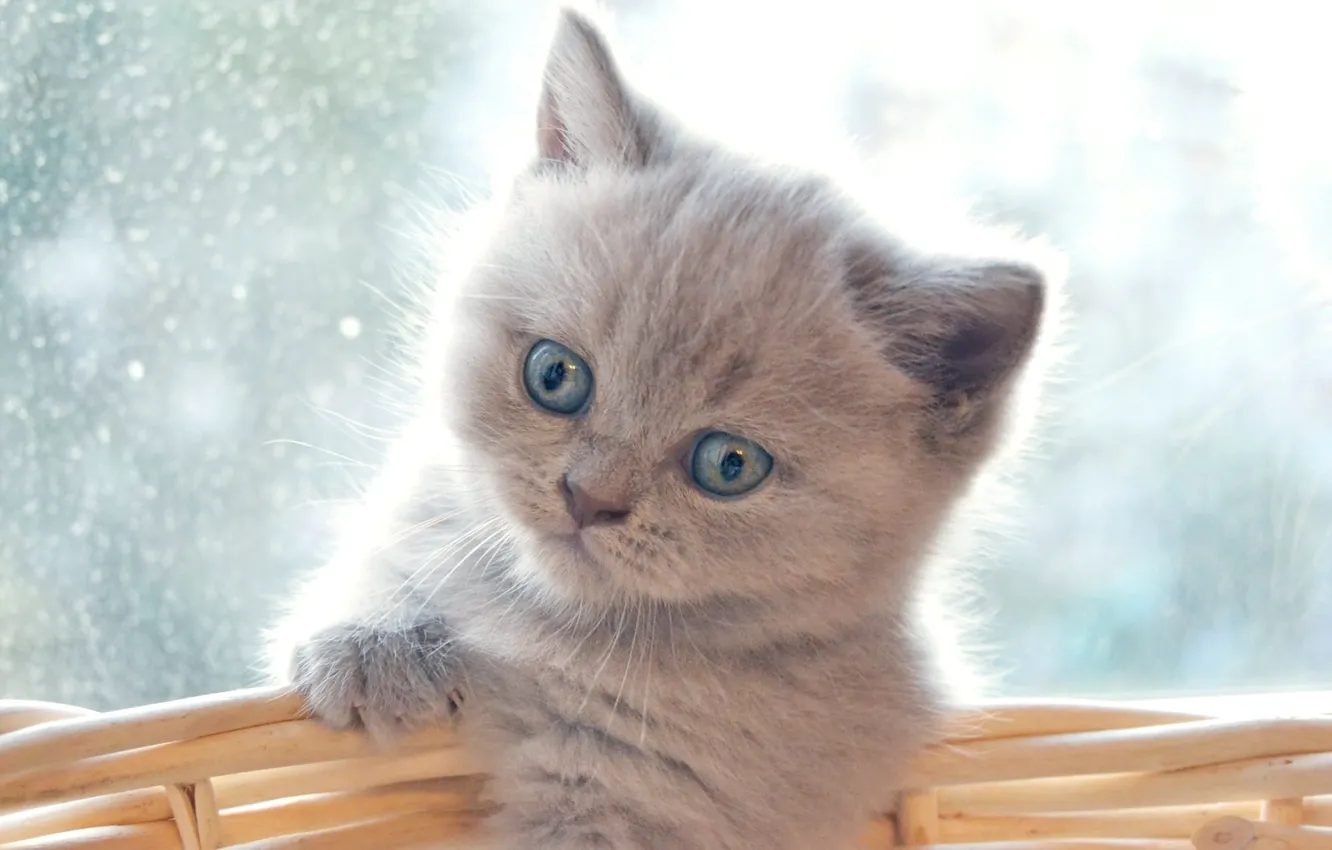 Photo wallpaper cat, look, glass, light, grey, portrait, legs, window