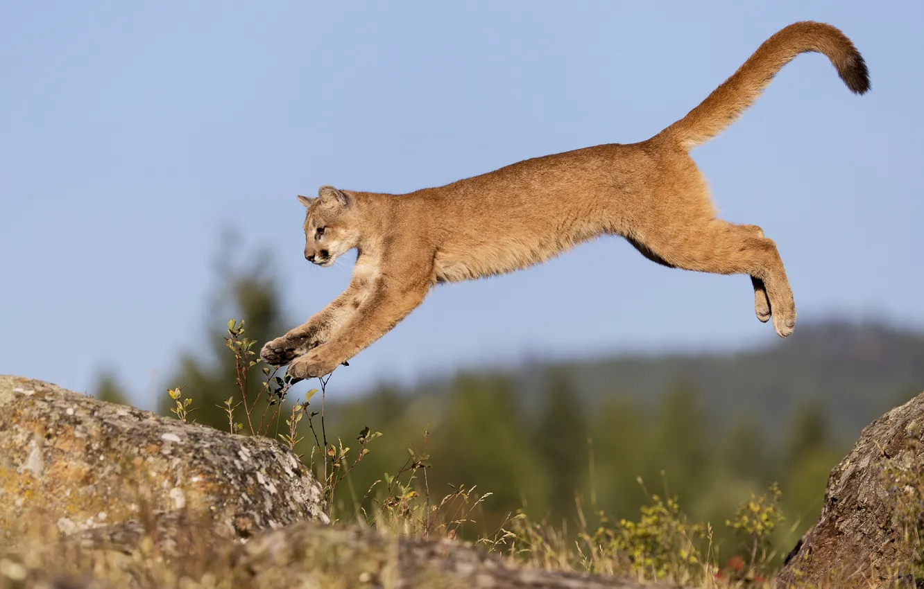 Photo wallpaper cat, the sky, flight, stones, rocks, jump, Puma, young