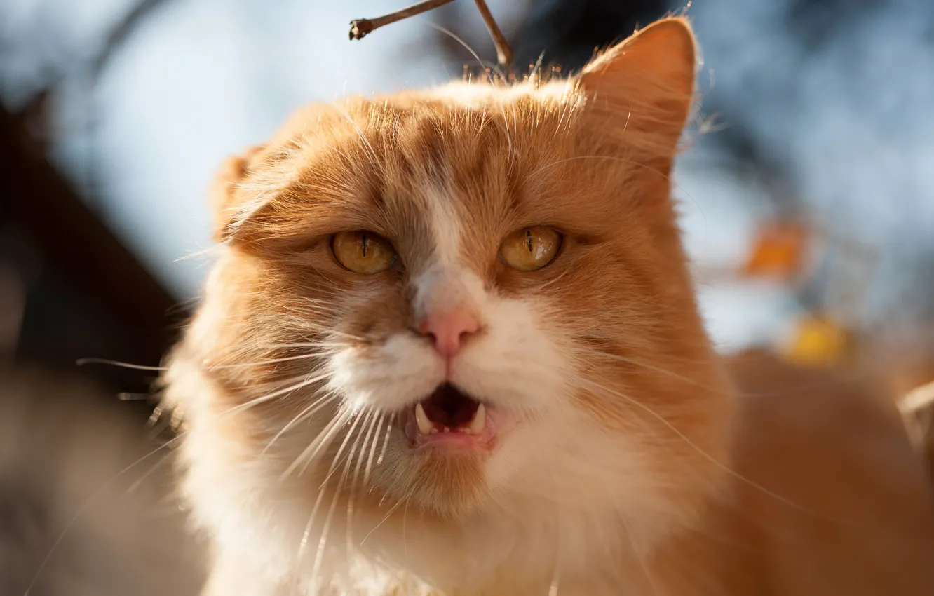 Photo wallpaper cat, the sky, eyes, cat, look, face, light, nature