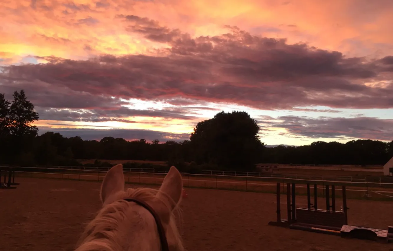 Photo wallpaper The sky, The evening, Horse