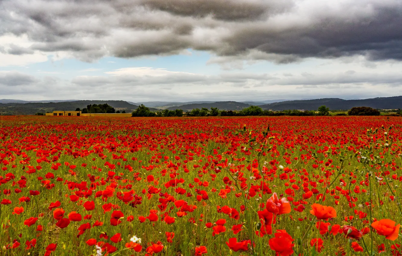 Photo wallpaper summer, the sky, flowers, clouds, Maki, meadow, space, red