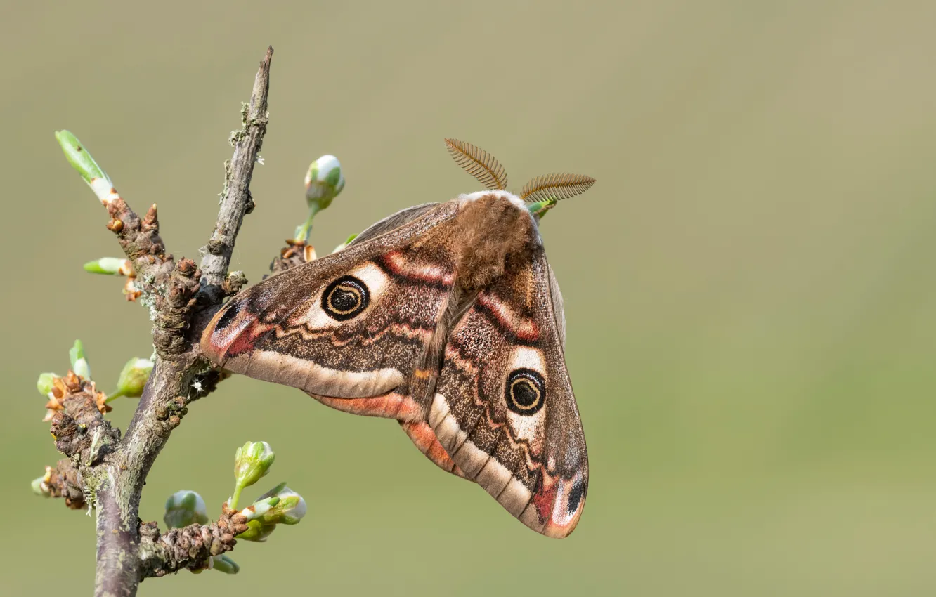 Photo wallpaper macro, branches, background, butterfly, buds, Emperor moth