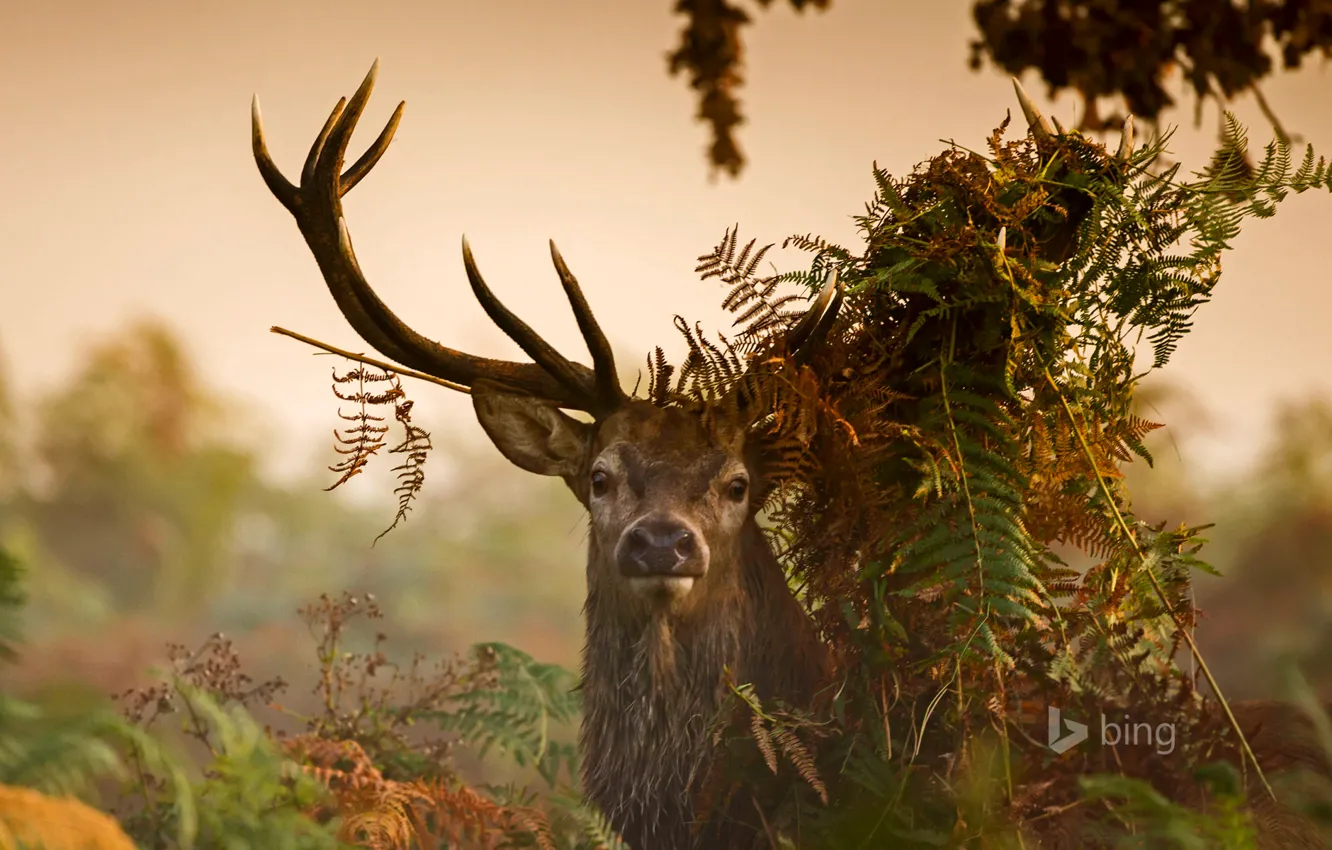 Photo wallpaper grass, leaves, thickets, England, London, deer, horns, Richmond Park