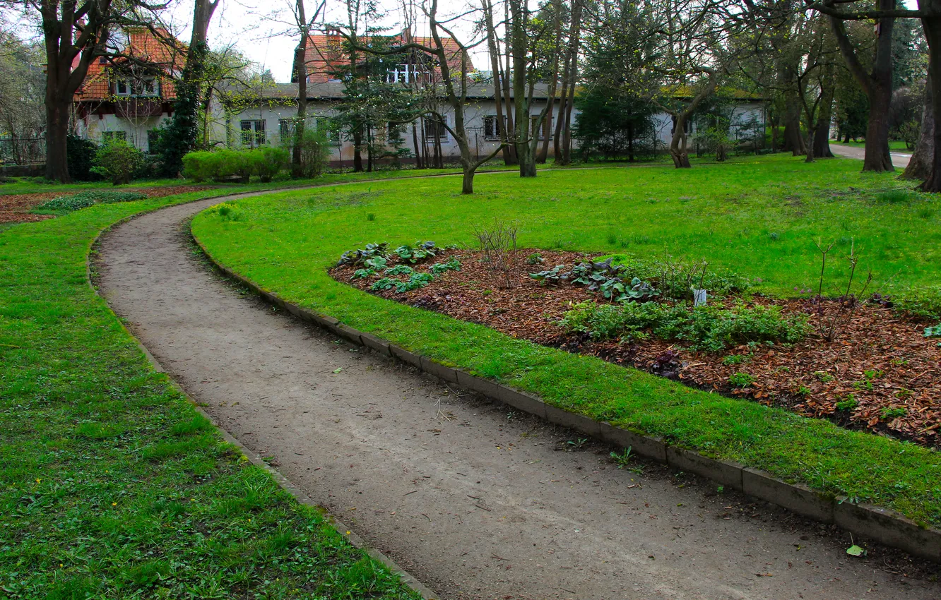 Photo wallpaper park, tree, alley