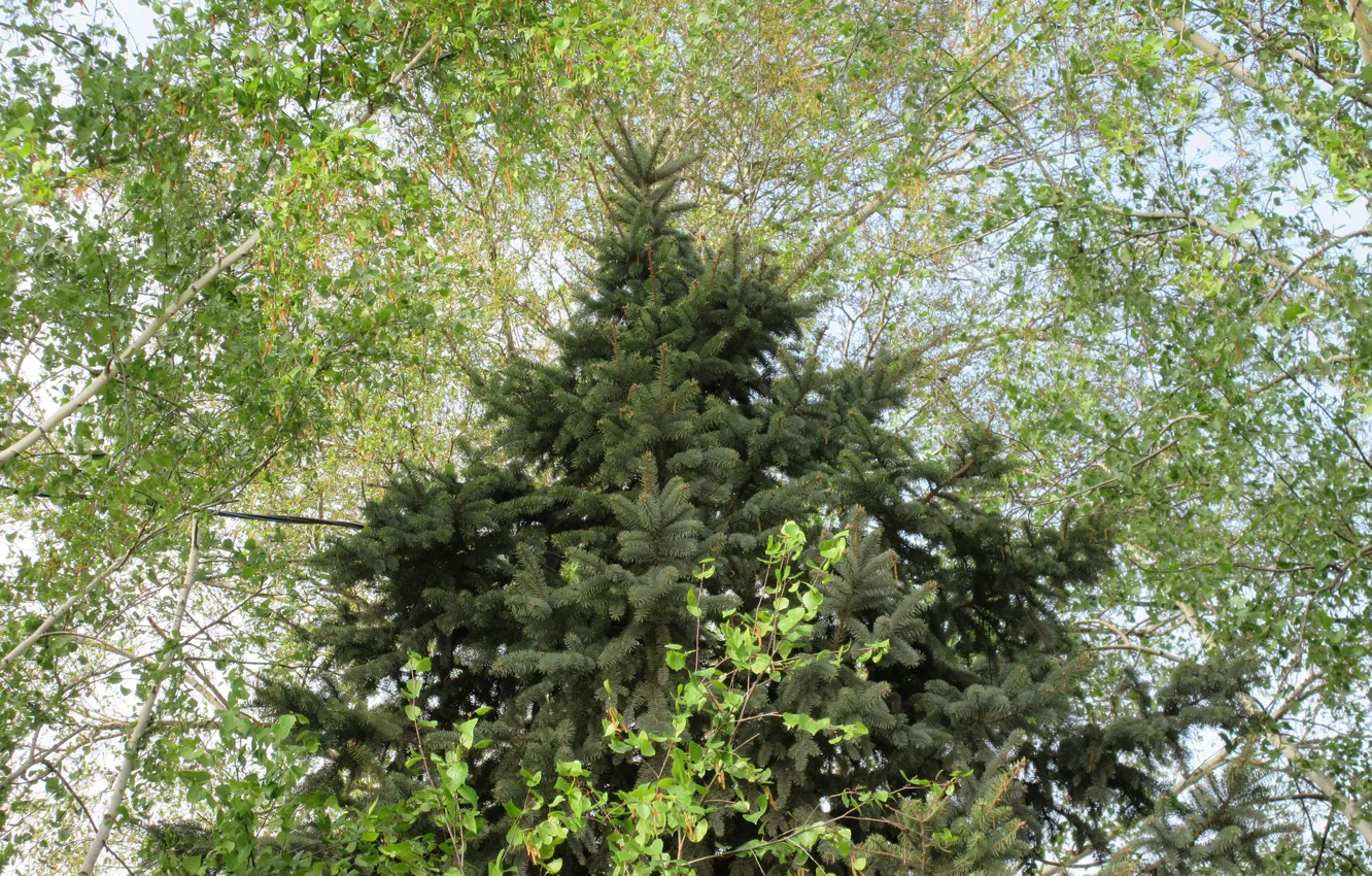 Photo wallpaper nature, tree, birch, Mamala ©