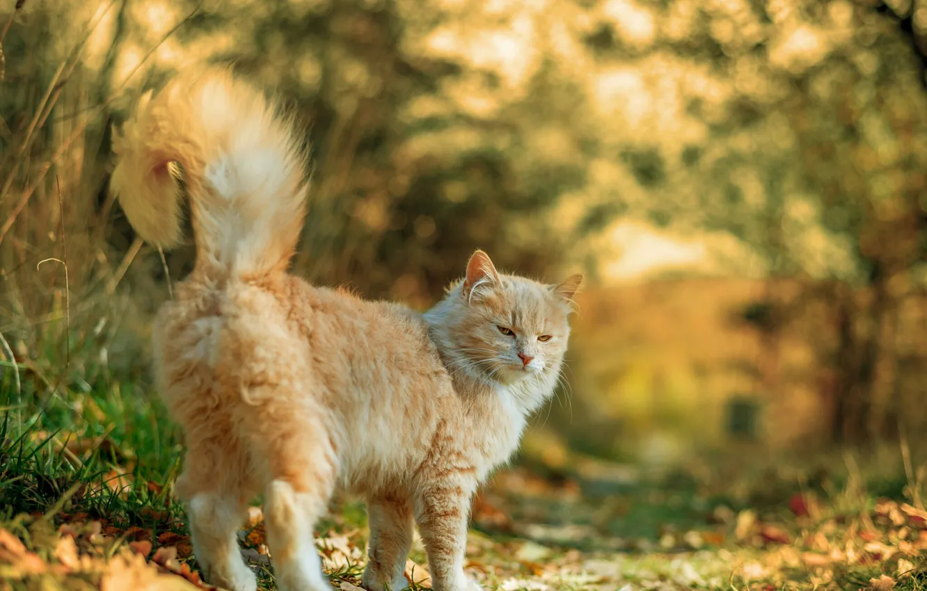 Photo wallpaper autumn, fluffy cat, blur bokeh