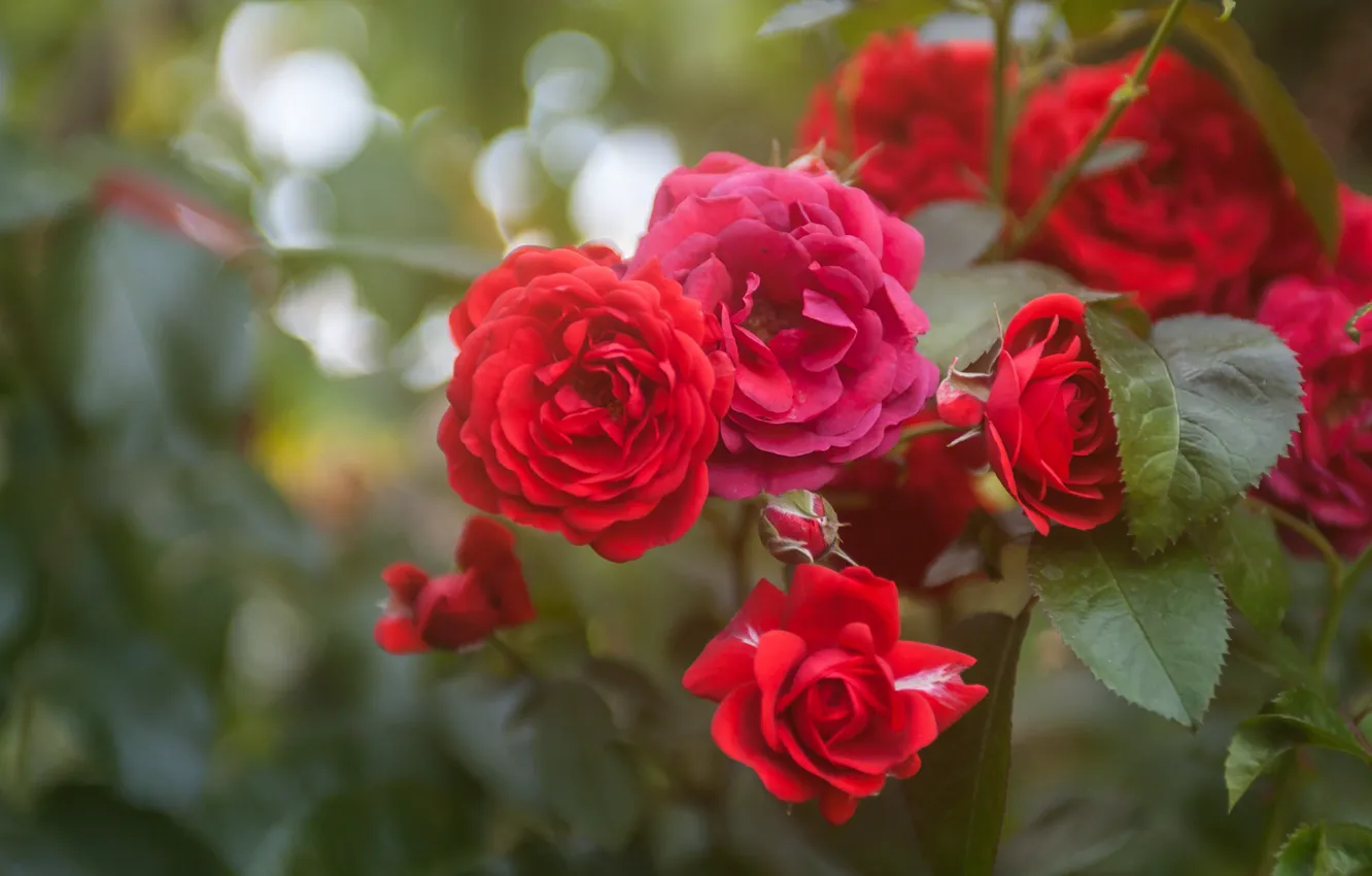 Photo wallpaper red, roses, rose Bush