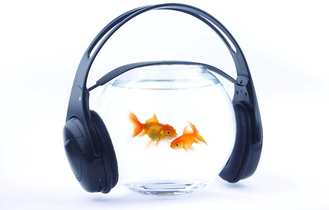 Photo wallpaper water, fish, music, aquarium, headphones, gold