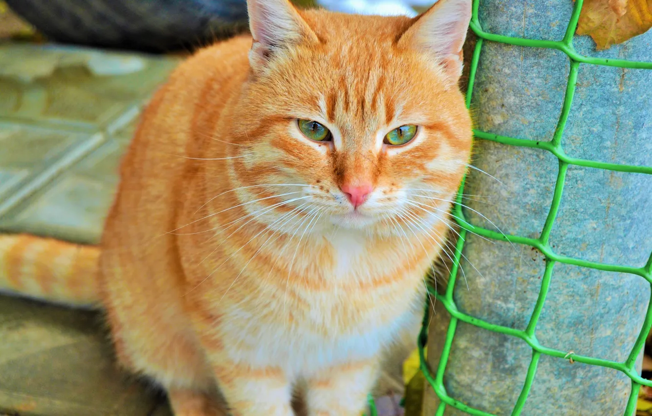 Photo wallpaper eyes, cat, look, red, sitting