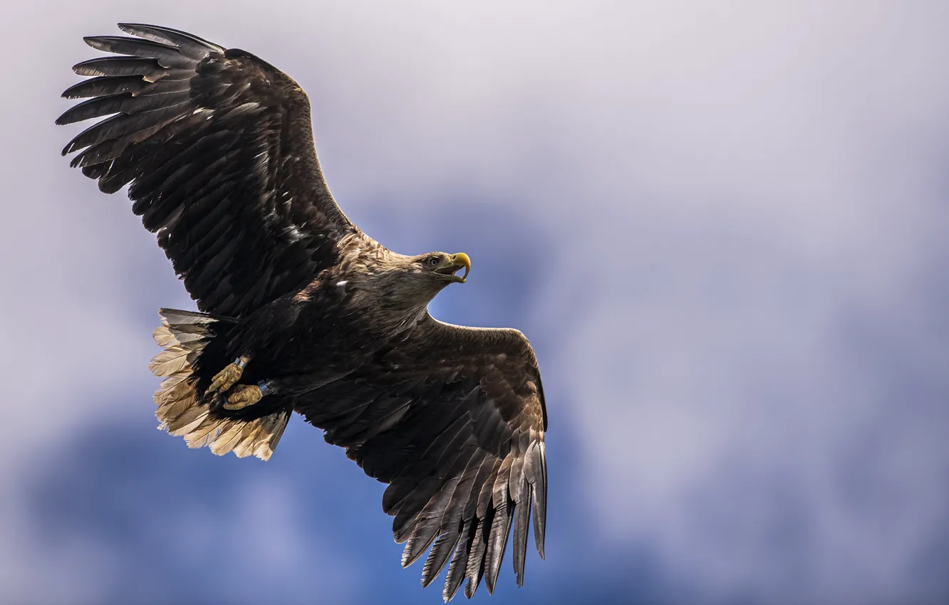 Photo wallpaper bird, Steller's sea eagle, Sea Eagle