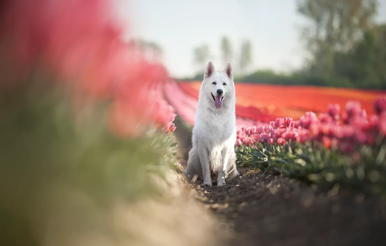 Photo wallpaper flowers, each, dog