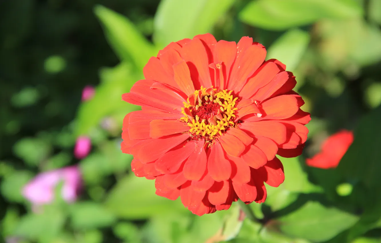 Photo wallpaper flowers, nature, plant
