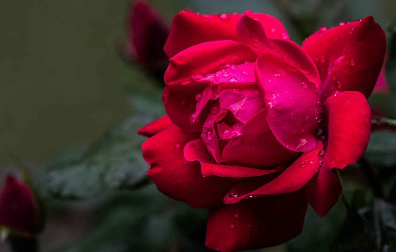 Photo wallpaper flower, rose, Bud, red, one