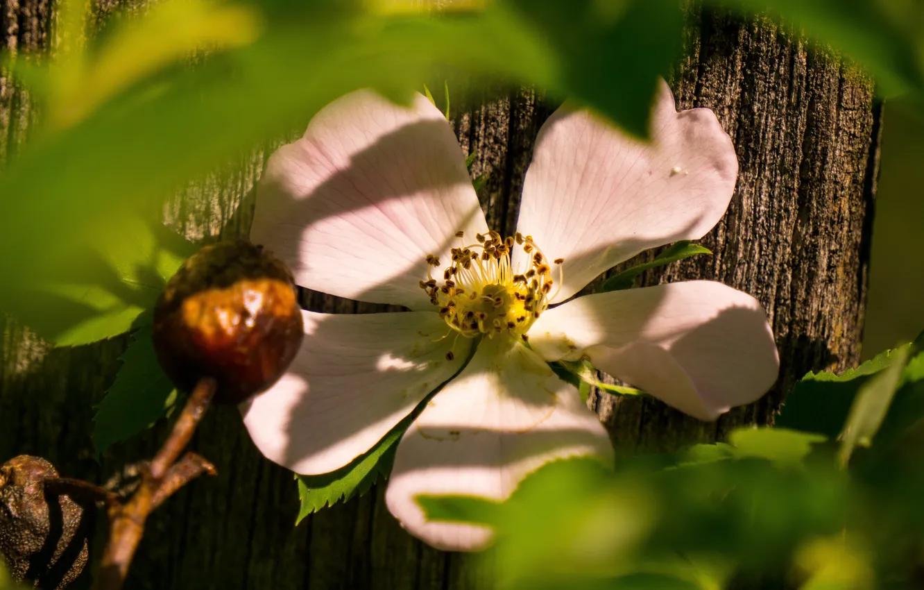 Photo wallpaper leaves, macro, light, trees, flowers, branches, Board, shadow