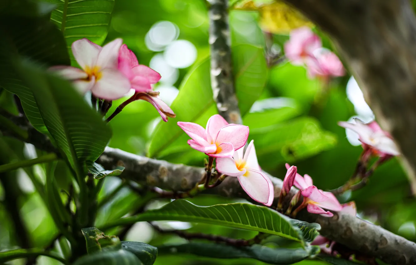 Photo wallpaper leaves, trees, flowers, branches, blur, pink, flowering, bokeh