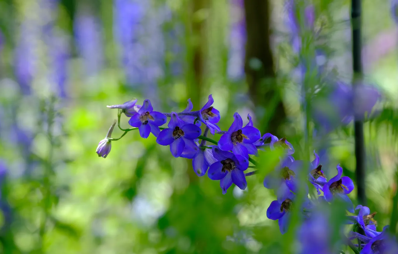Photo wallpaper greens, flowers, blue, nature, garden, bokeh, delphinium