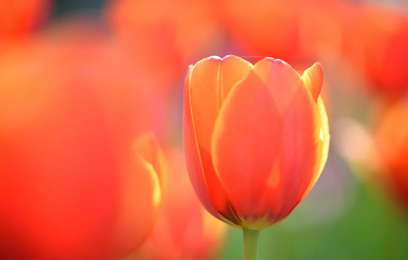Photo wallpaper flower, macro, orange, Tulip