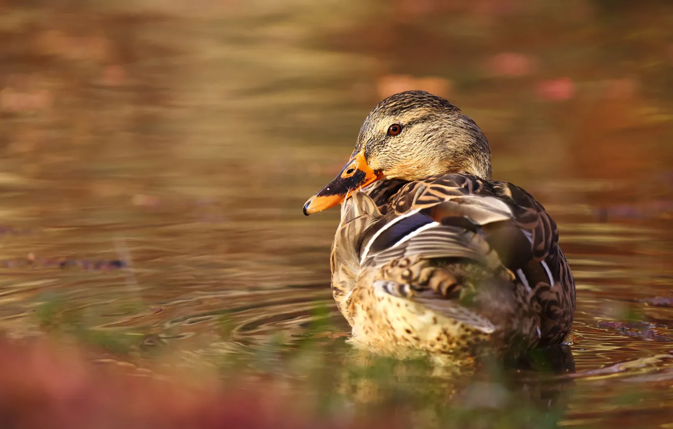 Photo wallpaper bird, duck, pond