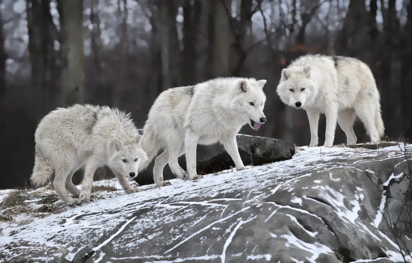 Photo wallpaper nature, predator, family, wolves, winter.snow