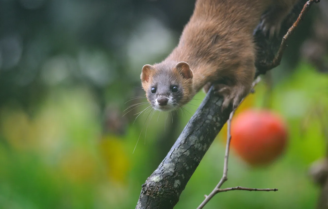 Photo wallpaper trees, branches, predator, animal, marten