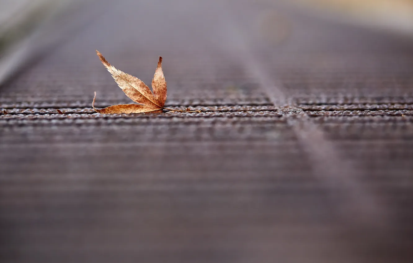 Photo wallpaper autumn, leaves, nature