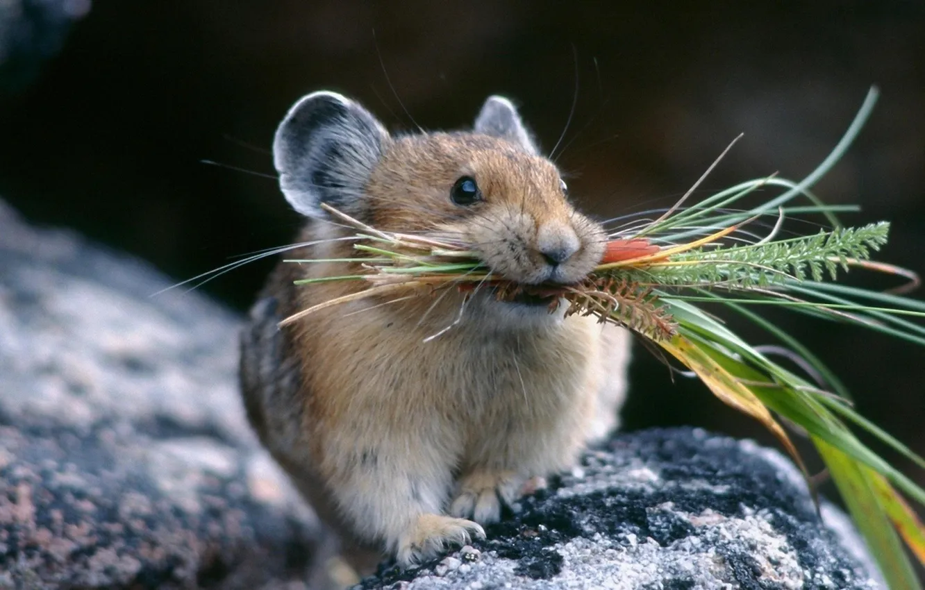 Photo wallpaper grass, nature, the situation, mouse, mouse