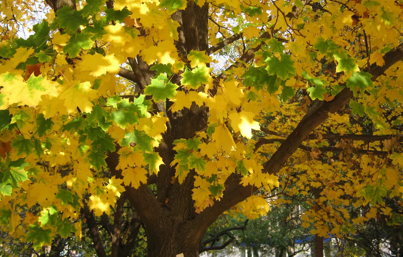 Photo wallpaper autumn, leaves, trees, yellow, foliage.