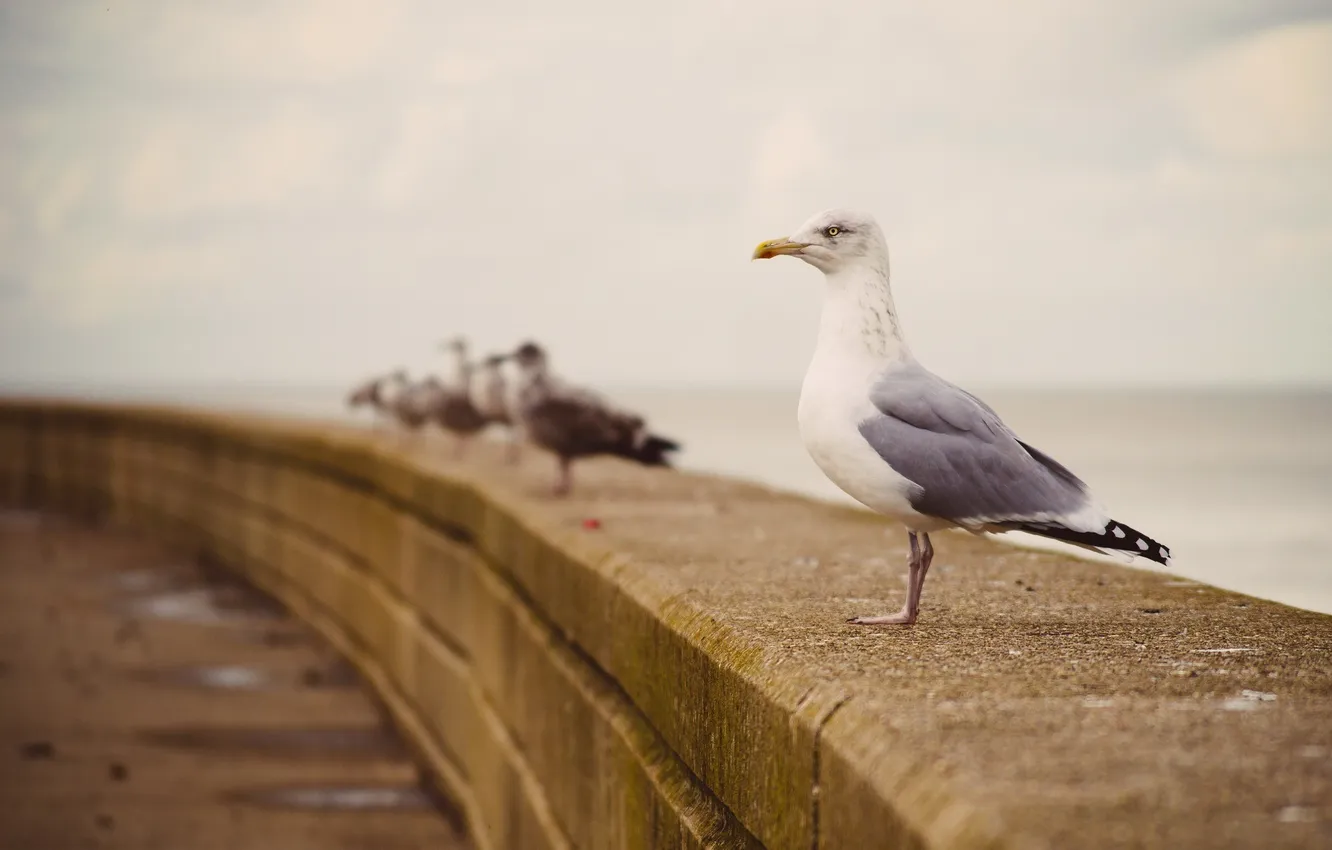 Photo wallpaper nature, background, bird