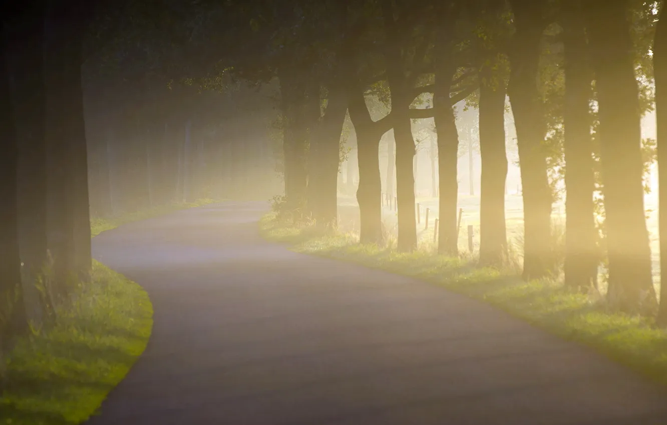 Photo wallpaper road, fog, morning