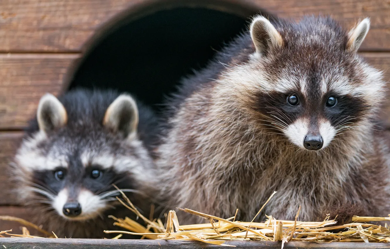 Photo wallpaper look, face, Board, shelter, Nora, pair, raccoon, wooden