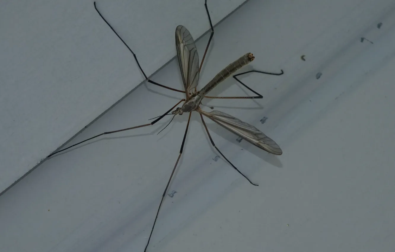 Photo wallpaper autumn, the fence, insect, the mosquito