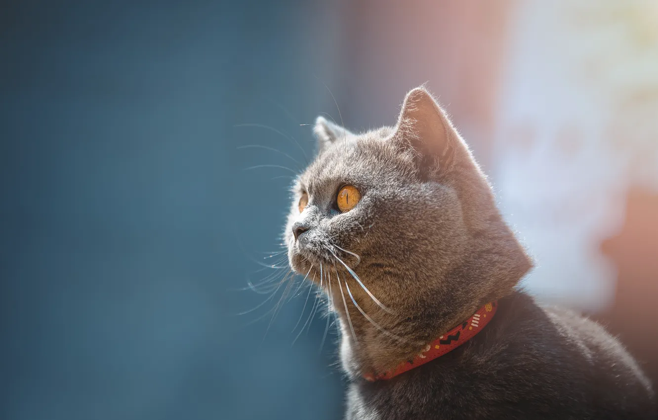 Photo wallpaper cat, cat, look, face, grey, background, blue, portrait