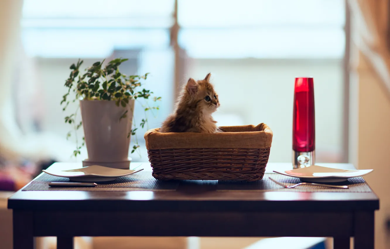 Photo wallpaper cat, flowers, table, basket, plate, kitty, Daisy, Ben Torode