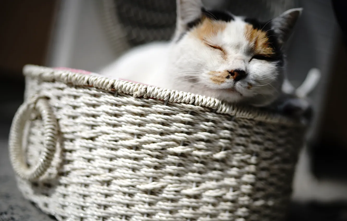 Photo wallpaper cat, basket, sleeping